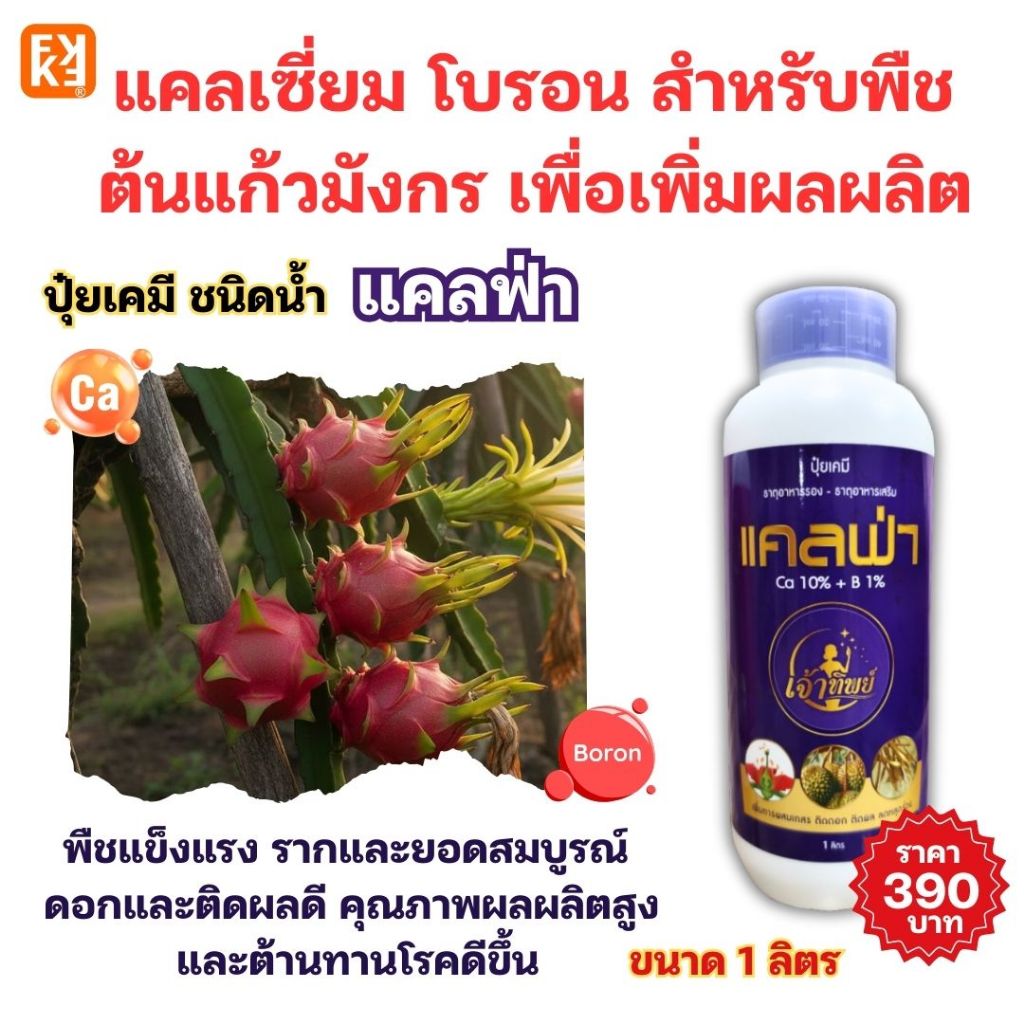 แคลฟ่า ปุ๋ยเคมีน้ำ แคลเซียมโบรอน สำหรับแก้วมังกร โตไว เร่งดอก ติดผลดี ลดผลแตก ผิวสวย เพิ่มผลผลิต