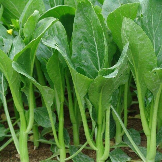 พืชผัก (300เมล็ด) Green Choy Sum Seeds คะน้าฮ่องกง การปลูกแบบมีประสิทธิภาพสูง เมล็ดพันธุ์งอกเร็ว - รูปที่ 2