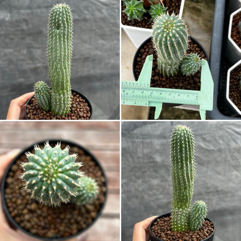 Hoodia gordonii ไม้ลำ  แคคตัส กนะบองเพชร