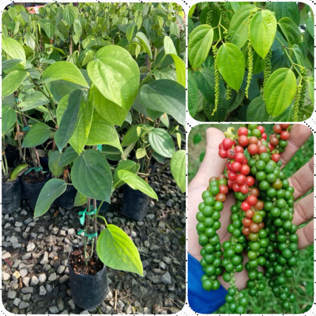 ต้นพริกไทย พริกไทยซีลอน ทำพริกไทยดำ/ขาวได้ ( สูง 50-70cm) รากแน่น พร้อมลงปลูก