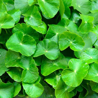 เมล็ดพันธุ์ใบบัวบก บรรจุ 100 เมล็ด