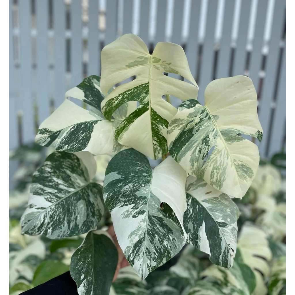 อัลโบ้& ออเรีย มอนมิ้น /Thai Con