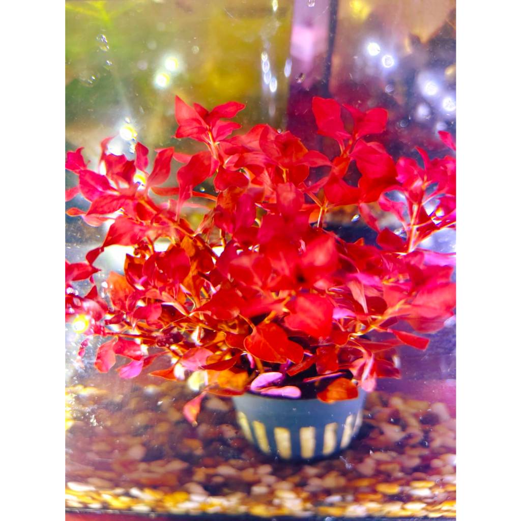 ซุปเปอร์เรด สีแดงสด ๆ ไม้น้ำ แต่งตู้ปลา หรือ อ่างบัว ปลูกง่าย โตเร็ว พร้อมปลูก