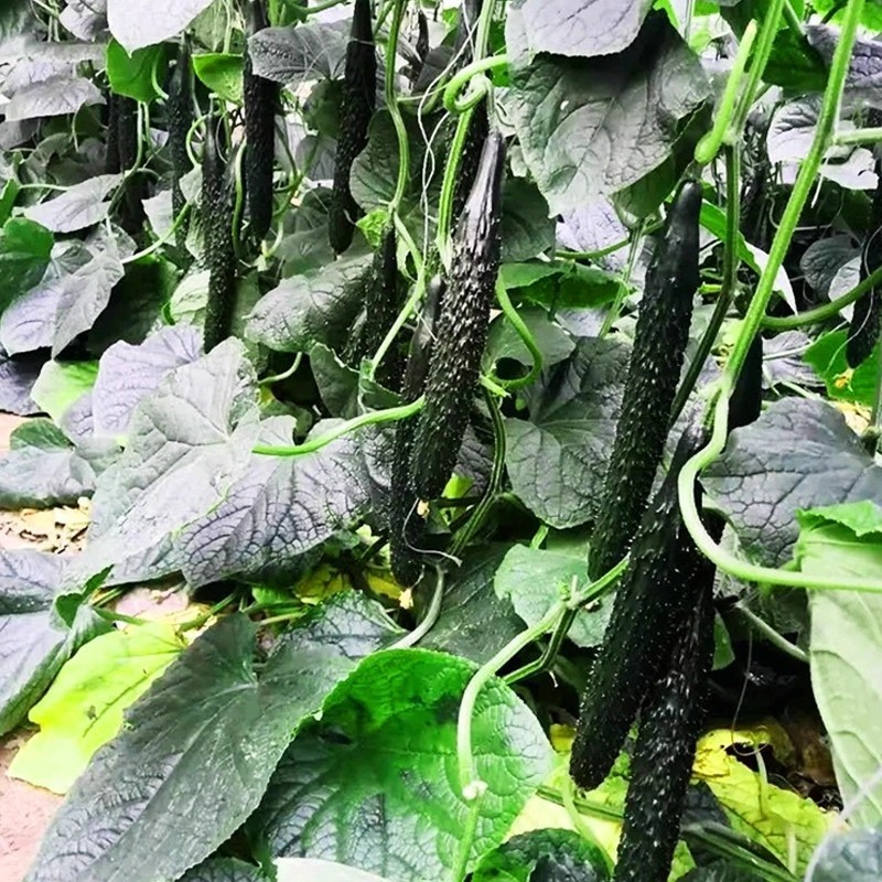 เมล็ดแตงกวาญี่ปุ่น เมล็ดพันธุ์แตงกวา High Yield Japan Cucumber Seeds for Sale (30 Pcs/pack) Green Cucumber Seeds Long - รูปที่ 4