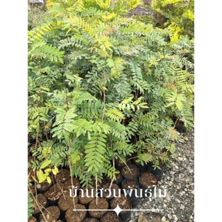 ต้นขี้เหล็ก ต้นเพาะเมล็ด สูง 80-100 ซม. จัดชุด 2 ต้น