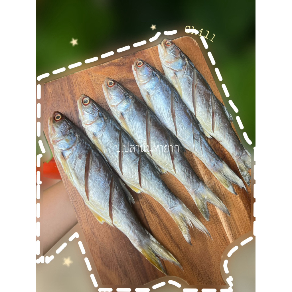 ปลากุเลา"แดดเดียว" น้ำหนักแพคละ 500 กรัม (บรรจุ 4-5 ตัว/แพค) (แดดเดียว)