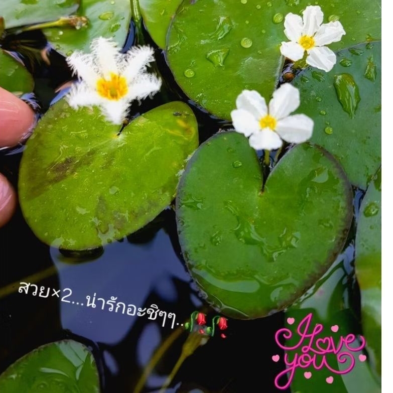 🪷บัวบาร์&หัวใจจิ๋ว💮ดอกสีครีมใบรูปหัวใจ💮น่าสะสมดอกน่ารัก💮เลี้ยงง่ายดอกออกทางใบ..🥀