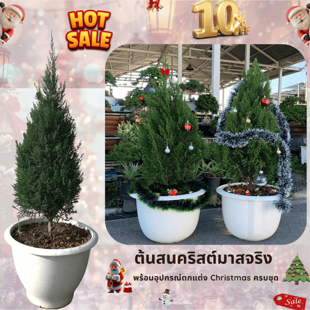 ต้นคริสต์มาสจริง ต้นสน สนคริสต์มาสทรายเงิน ต้นสนฉัตร ต้นสนมังกร พุ่มแน่น หลายขนาด ของแต่งบ้าน พร้อมชุดประดับต้นคริสต์มาส