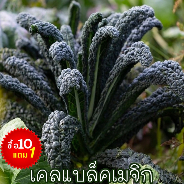 เคลแบล็คเมจิก📌10แถม1!!🎯ถูกที่สุด 10บ.🎯เมล็ดพันธุ์เคลแบล็คเมจิก 10 เมล็ด🌿งอกง่าย🌱ทานสดได้✨อายุยืนยาว