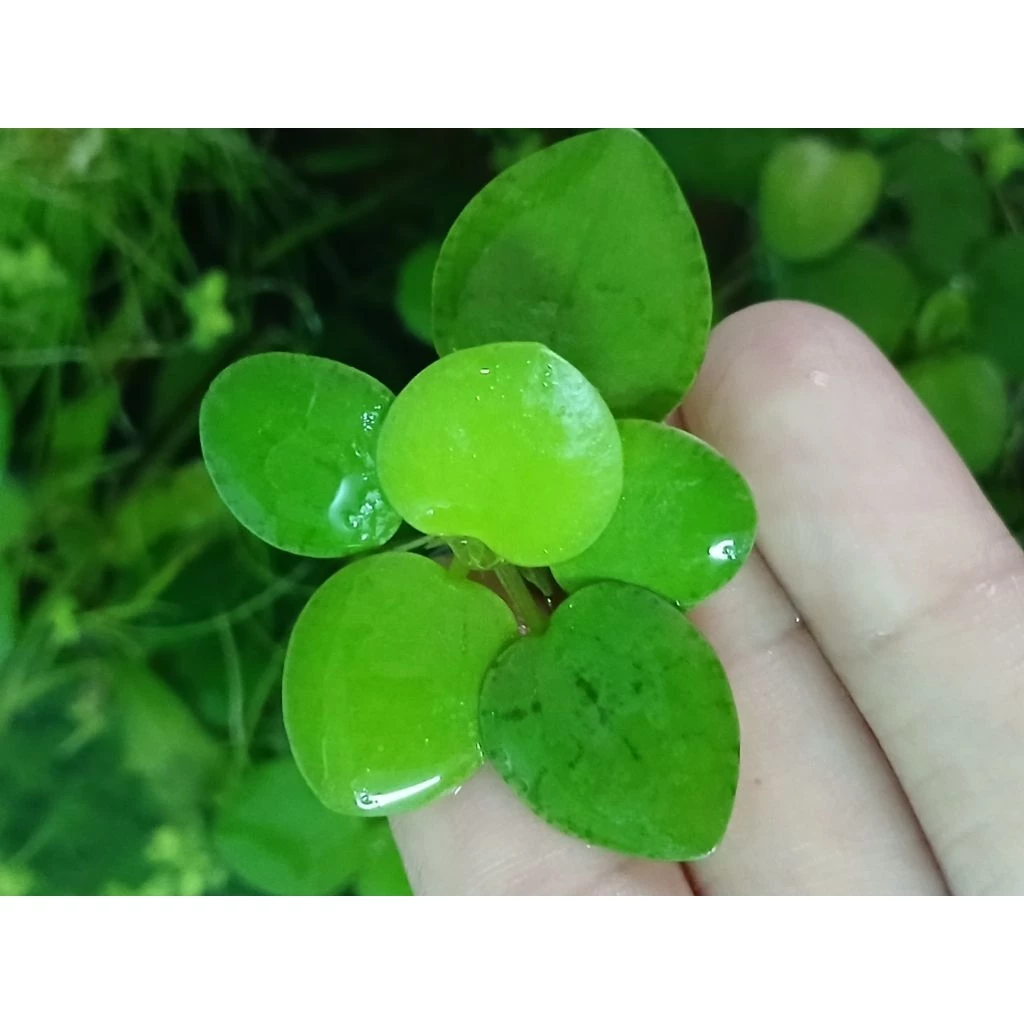 จอกญี่ปุ่น Japanese Frogbit ชุด 5 ดอก thumbnail 3