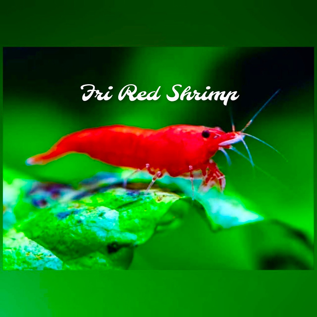 ไฟร์เรด กุ้งแคระ ตกแต่ง/จัดตู้ (คัดเกรด 15 ตัว) (กินตะไคร่น้ำตู้ปลา ตกแต่งตู้ปลาและตู้ไม้น้ำ)