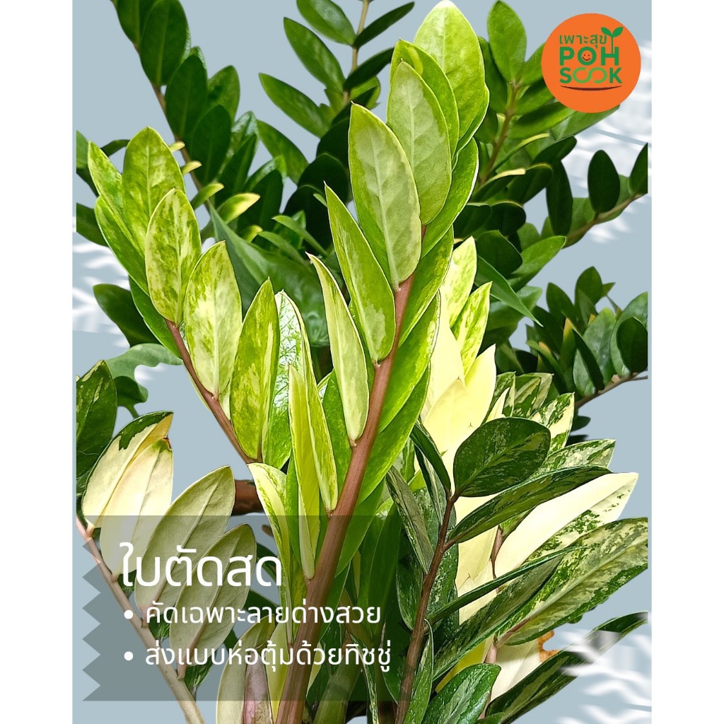 กวักมรกตด่างเหลือง  ไม้มงคล ไม้ฟอกอากาศ  ใบตัดสด คัด ใบด่างชัดด่างสวย