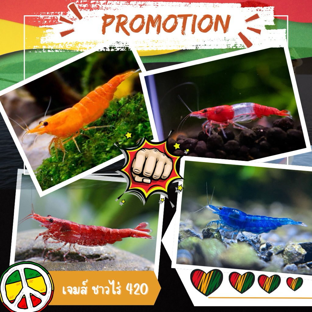 อาหาร กุ้งแคระ1️⃣2️⃣🦐 ลูกน้ำอบแห้ง สีสวย แข็งแรง ทนทาน🥇🇹🇭(กรุณาอ่านรายละเอียดก่อนสั่งซื้อ)🙏🏻