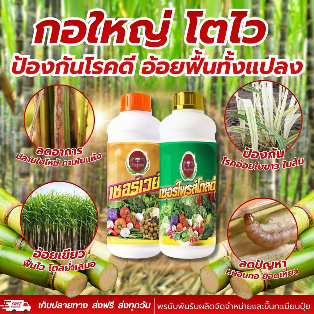 ชุดสยบอ้อยใบขาว เซอร์เวย์ x เซอร์ไพรส์โกลด์ สูตรหยุดหนอนกอ ฟื้นอ้อยแคระแกร็น ปลายใบไม่ไหม้ อ้อยเขียวฟื้นคืนชีพทั้งแปลง