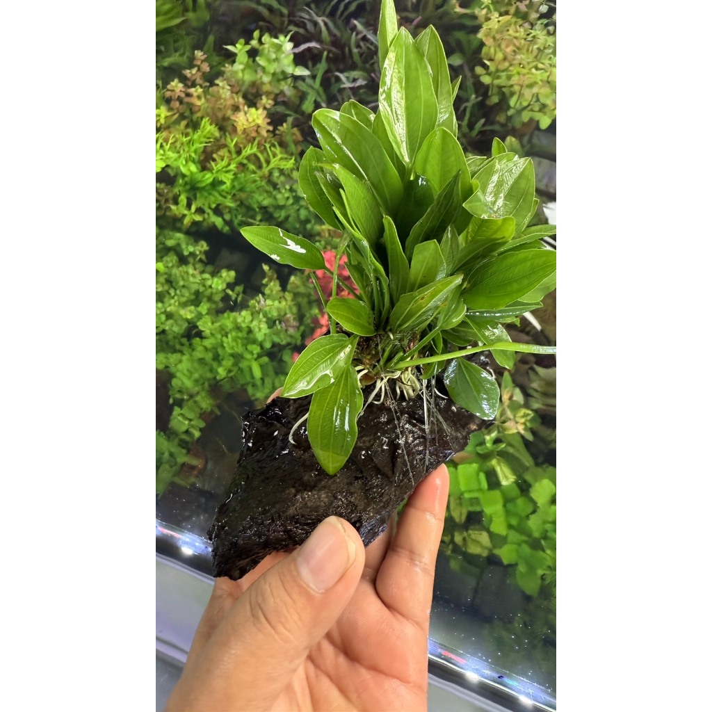 อเมซอนพันขอน และ อเมซอนเกาะมอส พันขอน ไม้น้ำ แต่งตู้ปลา หรือ อ่างบัว ปลูกง่าย เขียวสด โตเร็ว - รูปที่ 2