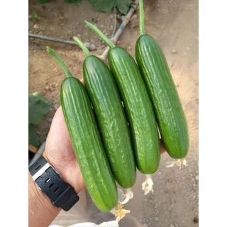 เมล็ดพันธุ์แตงกวาญี่ปุ่น 10 เมล็ด (5แถม1คละได้)