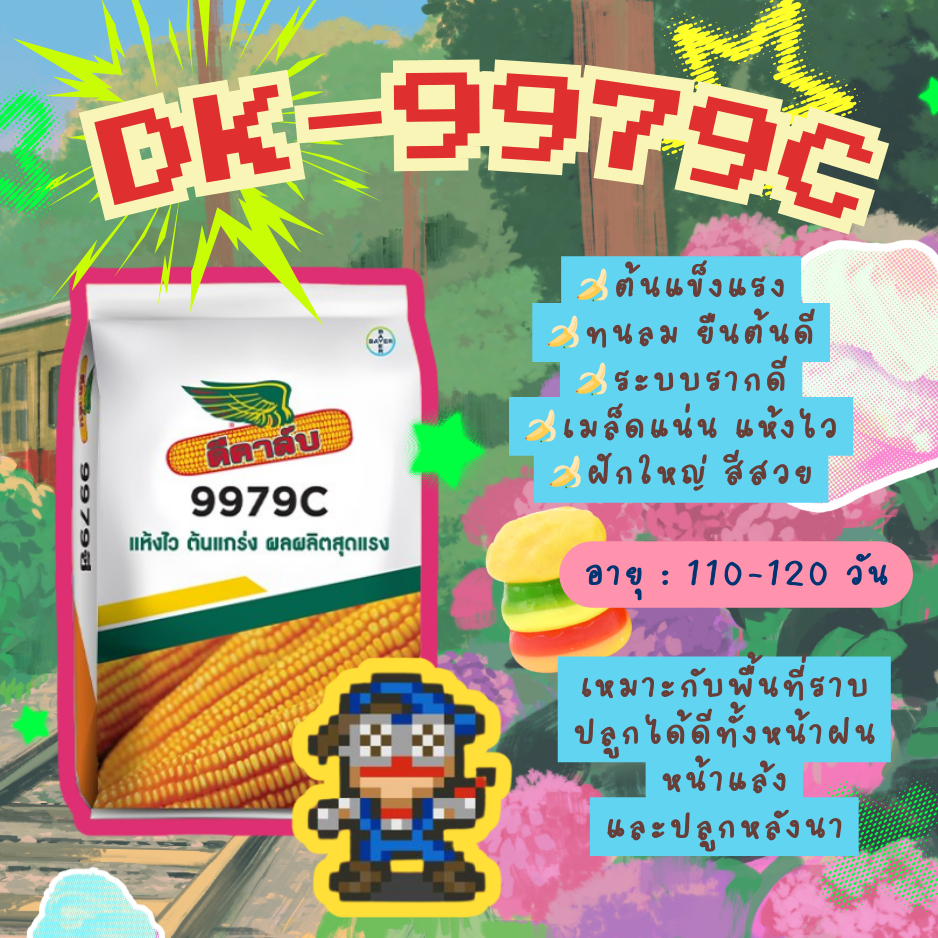 เมล็ดพันธุ์ข้าวโพด ดีคาล์บ 9979C ขนาด 10 กก. ไบเออร์ ยืนต้นดี ทนลม ฝักแน่น แห้งไว