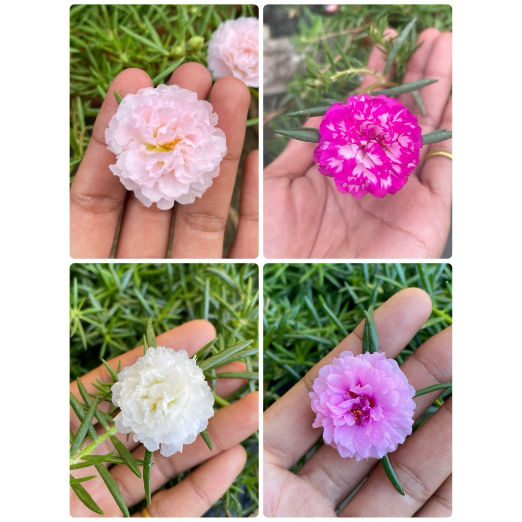 ต้นคุณนายตื่นสาย แพรเซี่ยงไฮ้ 50กิ่ง ดอกใหญ่กลีบดอกซ้อน(ตัดกิ่งสดส่วนยอด คละทุกสี)ความยาวกิ่ง10-12ซม. - รูปที่ 4