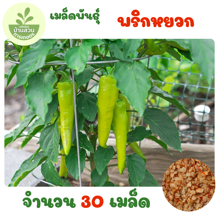 เมล็ดพันธุ์พริกหยวก จำนวน 30 เมล็ด