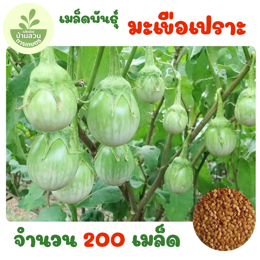 เมล็ดพันธุ์มะเขือเปราะ จำนวน 200 เมล็ด