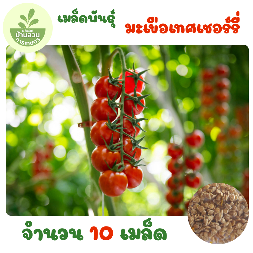 เมล็ดพันธุ์มะเขือเทศเชอร์รี่ จำนวน 10 เมล็ด