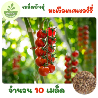 เมล็ดพันธุ์มะเขือเทศเชอร์รี่ จำนวน 10 เมล็ด