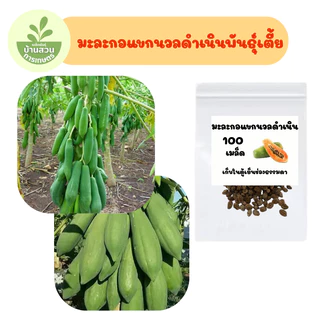 เมล็ดพันธุ์มะละกอแขกนวลดำเนินพันธุ์เตี้ย จำนวน 100 เมล็ด