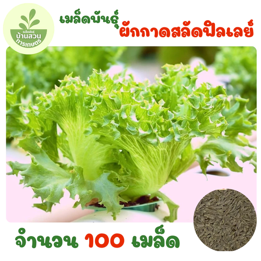 เมล็ดพันธุ์ผักกาดสลัดฟิลเลย์ จำนวน 100 เมล็ด