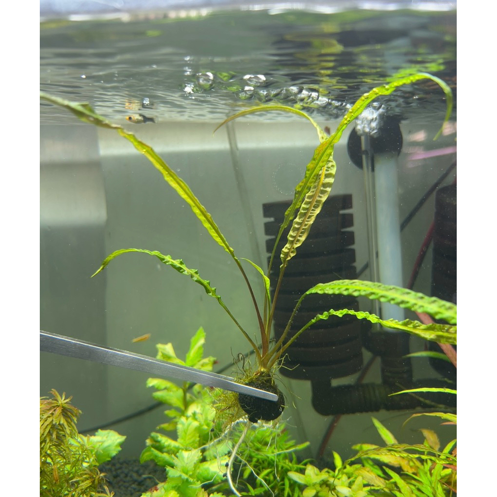 ต้นไม้น้ำ(คริปบาเลนเช Balensae)ใบน้ำ พันก้อนวาบิหลังตู้ไม่มีCo2