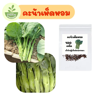 เมล็ดพันธุ์คะน้าเห็ดหอม จำนวน 100 เมล็ด