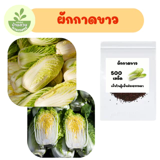 เมล็ดพันธุ์ผักกาดขาว จำนวน 500 เมล็ด