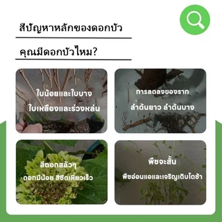 【GreenThumb】ปุ๋ยบัวบาน 250g -ปุ๋ย ยืดระยะเวลาออกดอกบัว กระตุ้นการออกดอก เพิ่มจำนวนและคุณภาพของดอก ใช้ได้กับพืชน้ำ