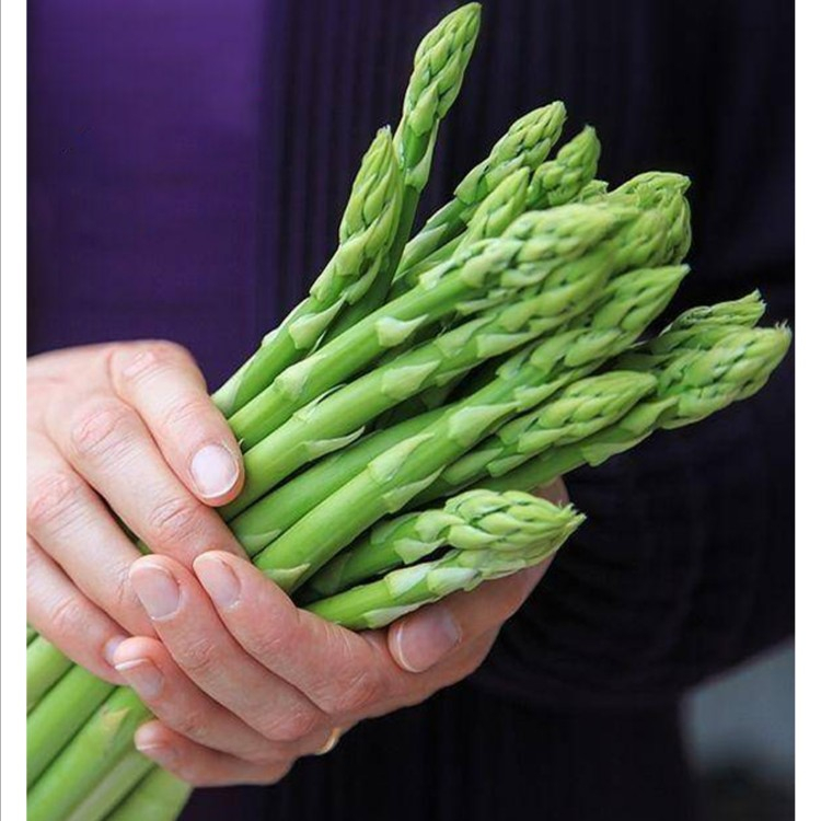 Asparagus Seeds เมล็ดหน่อไม้ฝรั่ง / หน่อไม้ฝรั่งม่วง / หน่อไม้ฝรั่งขาว / หน่อไม้ฝรั่ง Asparagus Seeds(10seeds) ราคา ถูกที่สุด ดีลบีเคเค แกลเลอรีภาพที่ 5