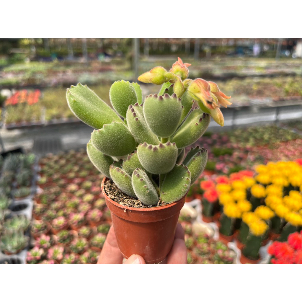 Cotyledon หรือ อุ้งเท้าหมี🐾🐾🐾