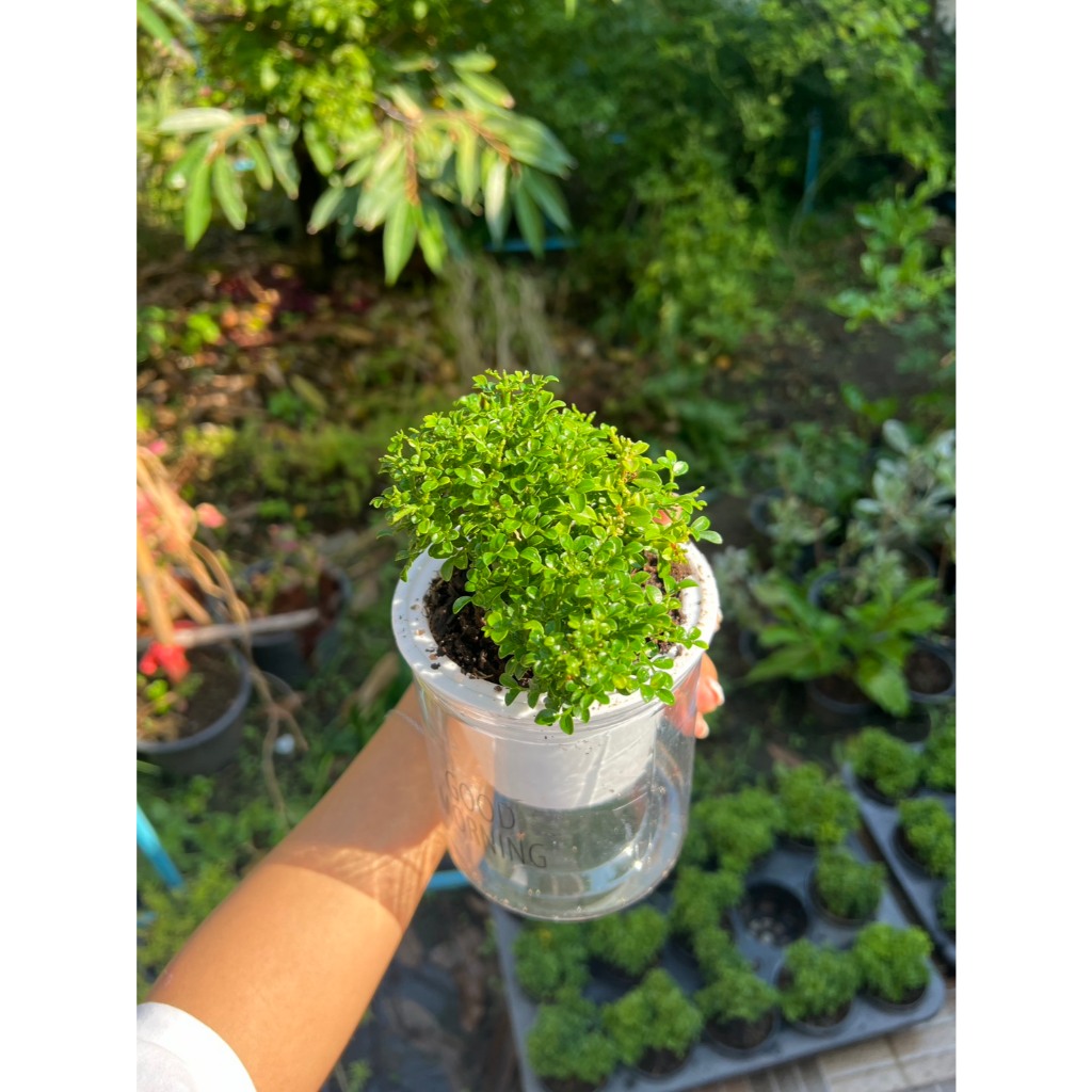 ต้นแก้วแคระ พร้อมกระถางรดน้ำอัตโนมัติ แถมหินตกแต่งให้ค่า