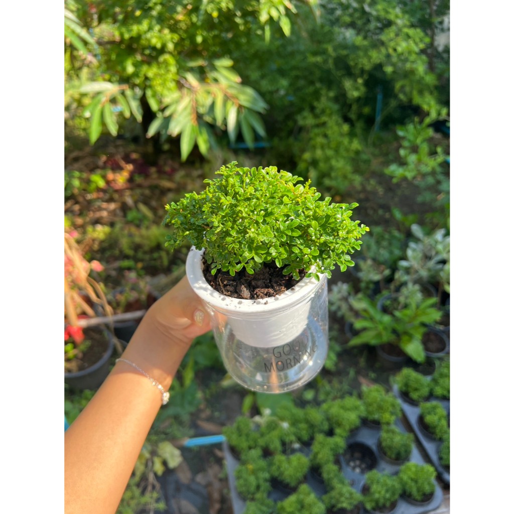 มุมมอง 4