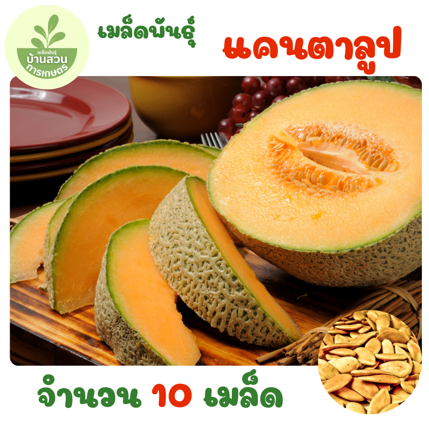 เมล็ดพันธุ์แคนตาลูป จำนวน 10 เมล็ด