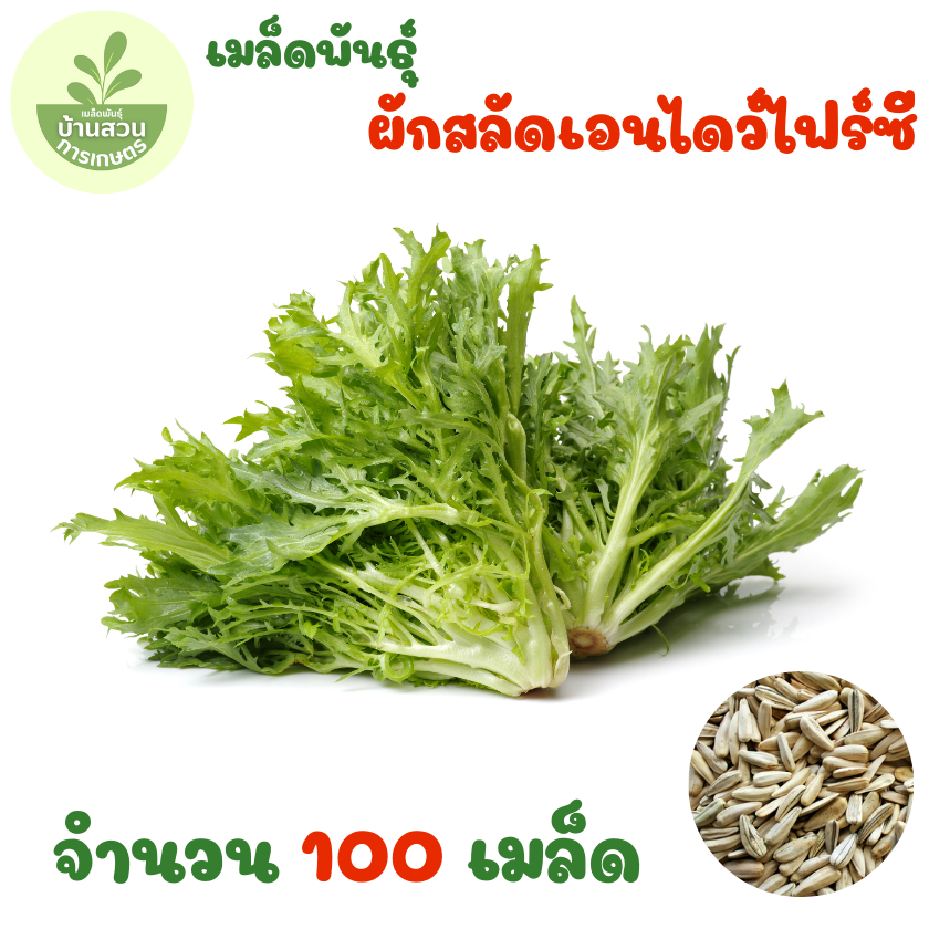 เมล็ดพันธุ์ผักสลัดเอนไดว์ไฟร์ซี จำนวน 100 เมล็ด