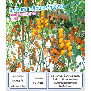 เมล็ดพันธุ์ มะเขือเทศ มะเขือเทศเชอรี่ สีส้ม กลิตเตอร์ ทีเอ27…