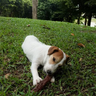 Pork Trachea หลอดลมหมู ขนมแทะสำหรับสุนัข 100% Natural Pet Project