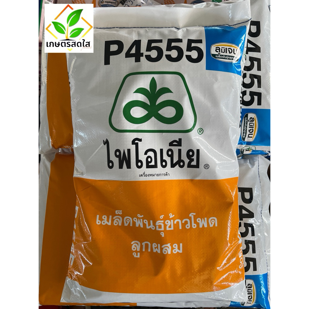 ข้าวโพดไพโอเนีย P4555 (ลูมิเจน เมล็ดสีฟ้า) 3.5หุน *ขนาด 10 กก. ใบใหญ่ตั้ง ฝักใหญ่ ไม่เลือกดิน ผลผลิต