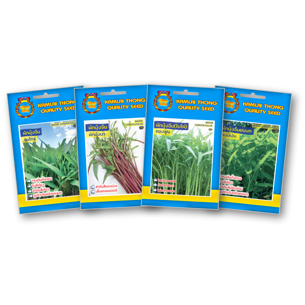 เมล็ดผักบุ้งจีน ใบไผ่ ใบเรียวแหลม ต้นใหญ่ตรง ไม่แตกแขนง