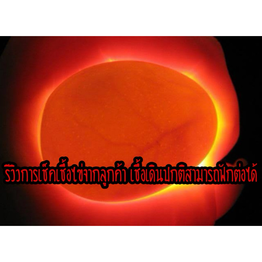 ไข่เชื้อไก่ชน ลูกกุมารจีน รับประกันเชื้อ จัดส่งด่วนทั่วประเทศ ราคา ถูกที่สุด ดีลบีเคเค แกลเลอรีภาพที่ 5