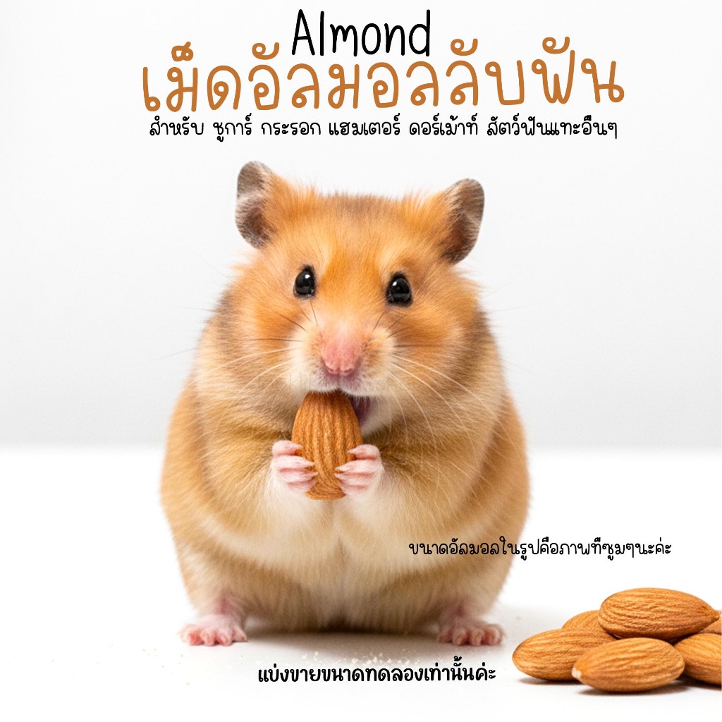 เม็ดอัลมอนด์ ของโปรดแฮมเตอร์ กระรอก เม่น เเฟตเทล ชูการ์ (แบ่งขายกะปุกทดลอง)