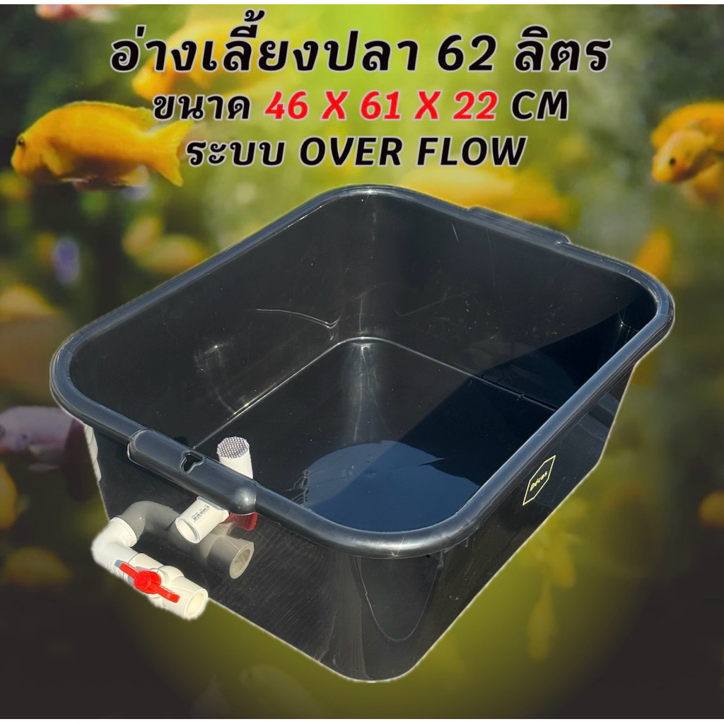 อ่างเลี้ยงปลา 70 ลิตร ระบบoverflow 39x 75x 31cm ท่อล้นฟ้า อ่างปลา อ่างเลี้ยงปลา กะบะปลา อ่างปลาบอลลูน อ่างปลาเมกาดะ