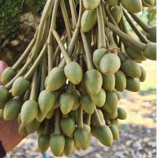 ซูก้าร์บีท 5 ลิตร น้ำตาลทางด่วน ตราดวงตะวันเพชร น้ำตาลซอร์บิทอล ช่วยลดการหลุดร่วงของดอกและผล พืชสามารถนำไปใช้ได้ทันที