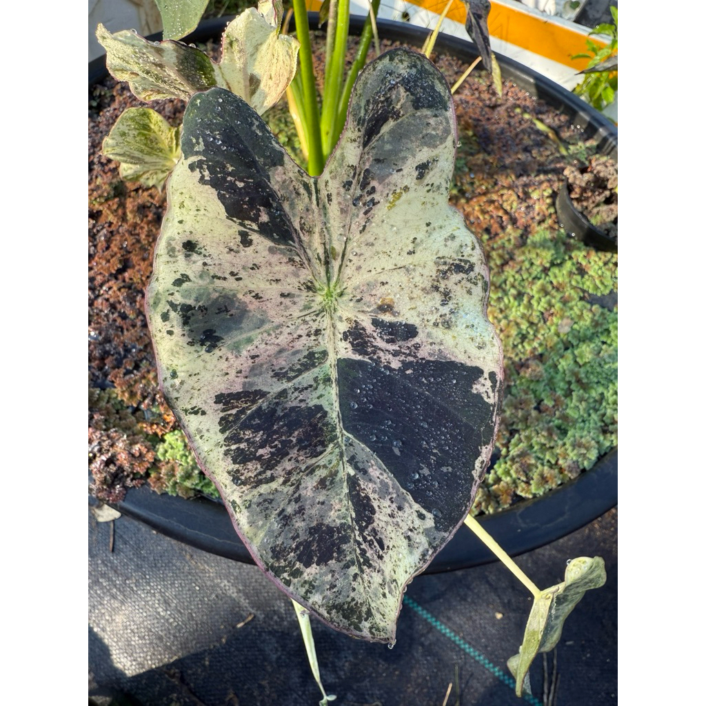 โคโลคาเซียทองคำเปลว (Colocasia 'Gold Leaf')
