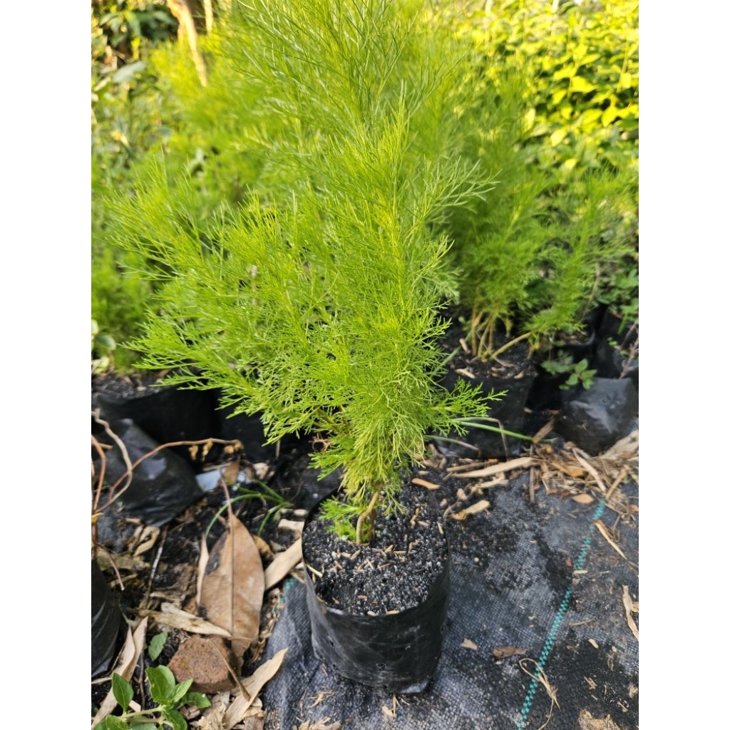 ผักชีลาวผักชีช้างไม้ประดับรับประทานได้ สูง 50-60 cm