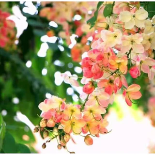 ต้นคูนสายรุ้ง(เพาะเมล็ด) สูง 30-40 cm ชุด 2 ต้น