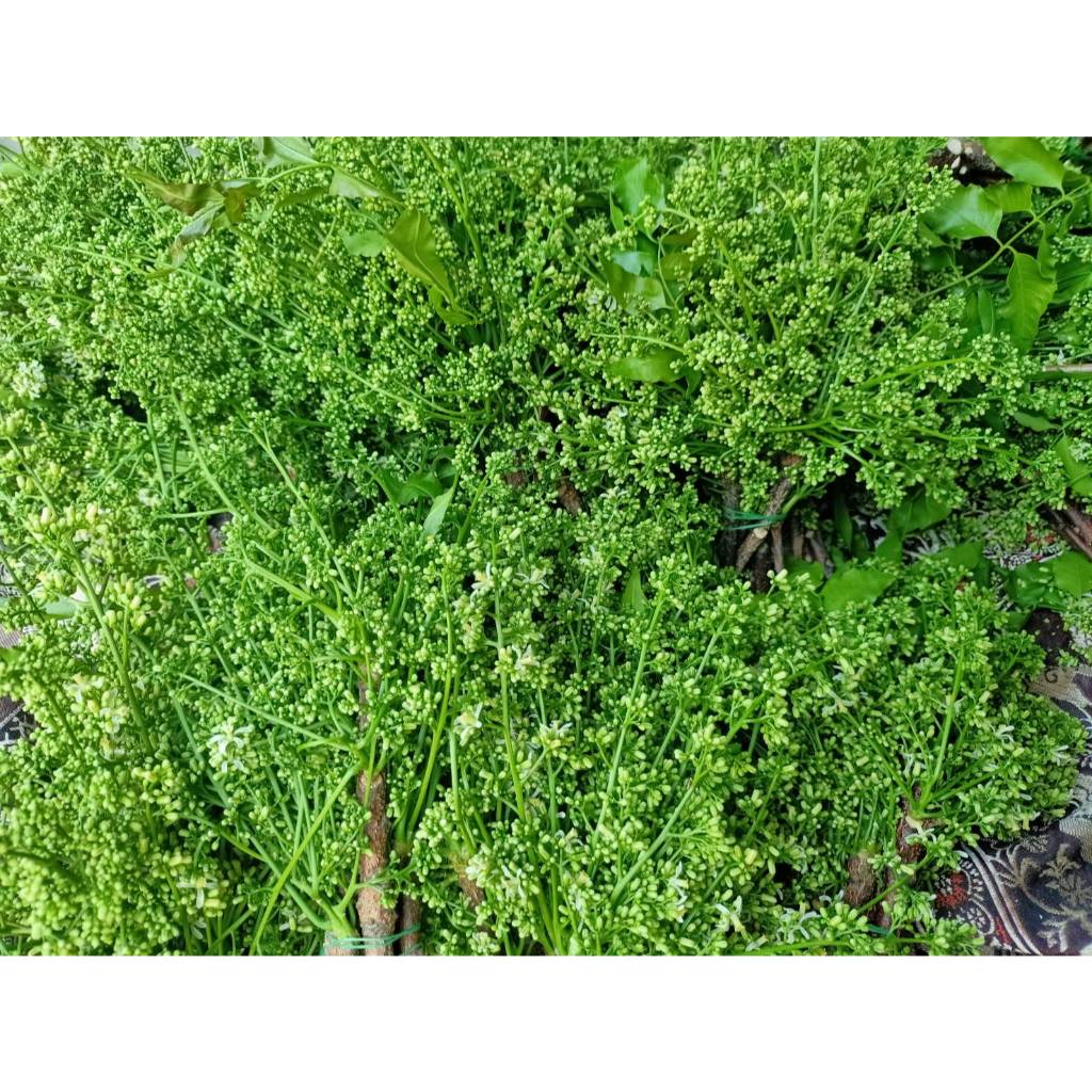 สะเดามัน ใบล้วน ดอกน้อย สะเดา ออเกนิค 500g. / 1 Kg. / 5 Kg.ไม่ขม คัดดอกตูมตัดจากสวน ตัดใหม่ทุกเช้า